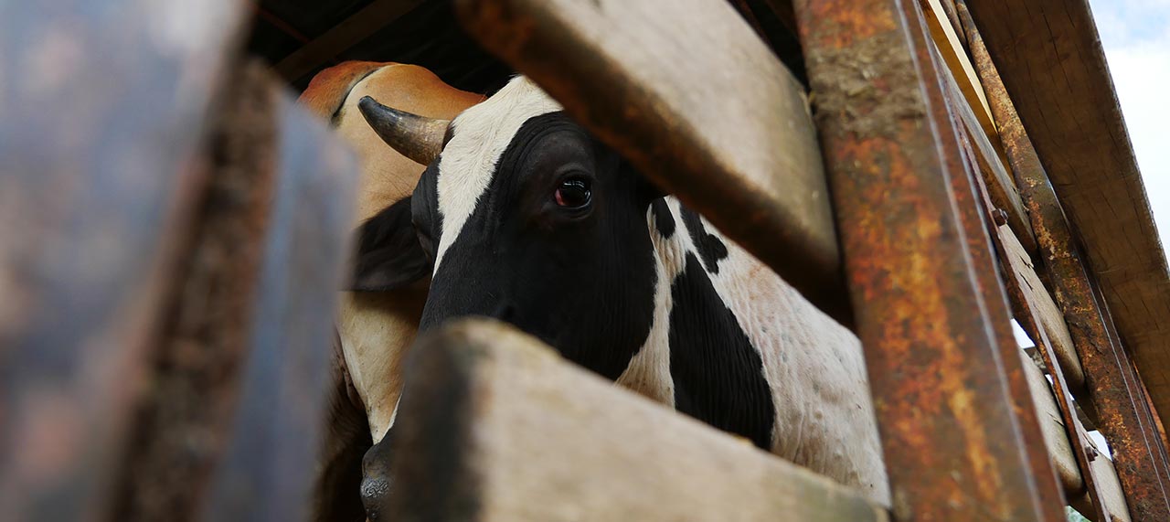  El ganado acorrala a la Amazonía