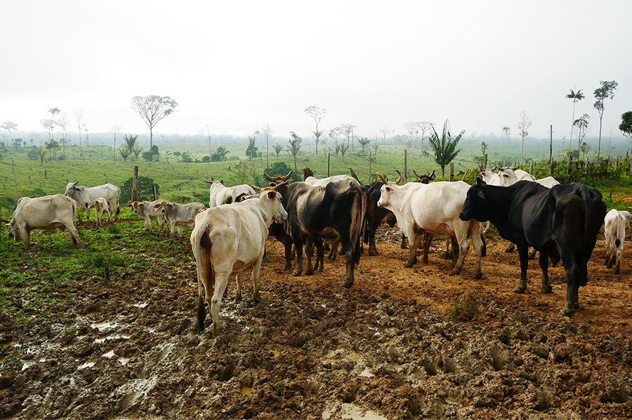La ganadería es uno de los mayores factores de deforestación de la Amazonía en Colombia.