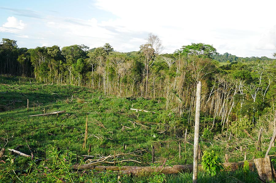 Tras la salida de las FARC de sus santuarios históricos, como este paraje en San Vicente del Caguán, colonos han entrado a tumbar bosque y meter ganado.