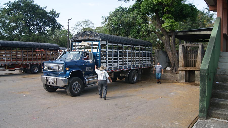 Un camión procedente de la zona rural de Villavicencio descarga varios animales para su pesaje en el complejo ganadero de Catama. Una vez pesado seguirá hacia Bogotá.
