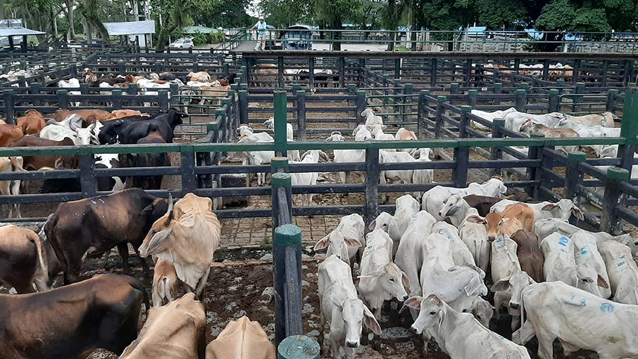 En un día de mercado cientos de intermediarios llegan a este complejo ganadero de Guamal  a comprar ganado que después llevan a otras fincas para seguir con el proceso de engorde y así pueda ser sacrificado.