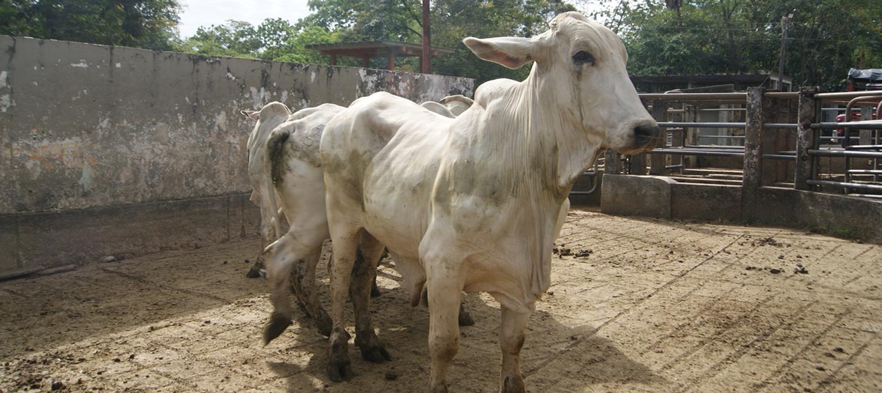 La deforestación tras la carne que comemos en Bogotá