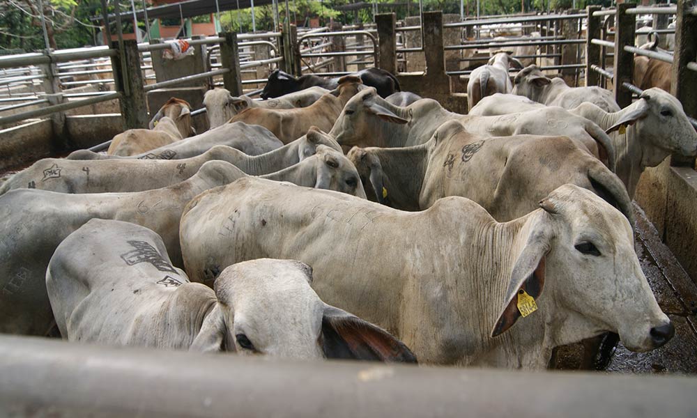 Cattle in the cattle concentration of Catama in Villavicencio.  |  Cesar Molinares.
