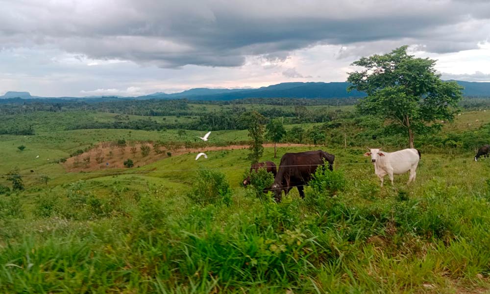 Although the country has signed international agreements to reduce man's impact on the environment, the pace of implementation has been slow or non-existent.  |  Cesar Molinares.