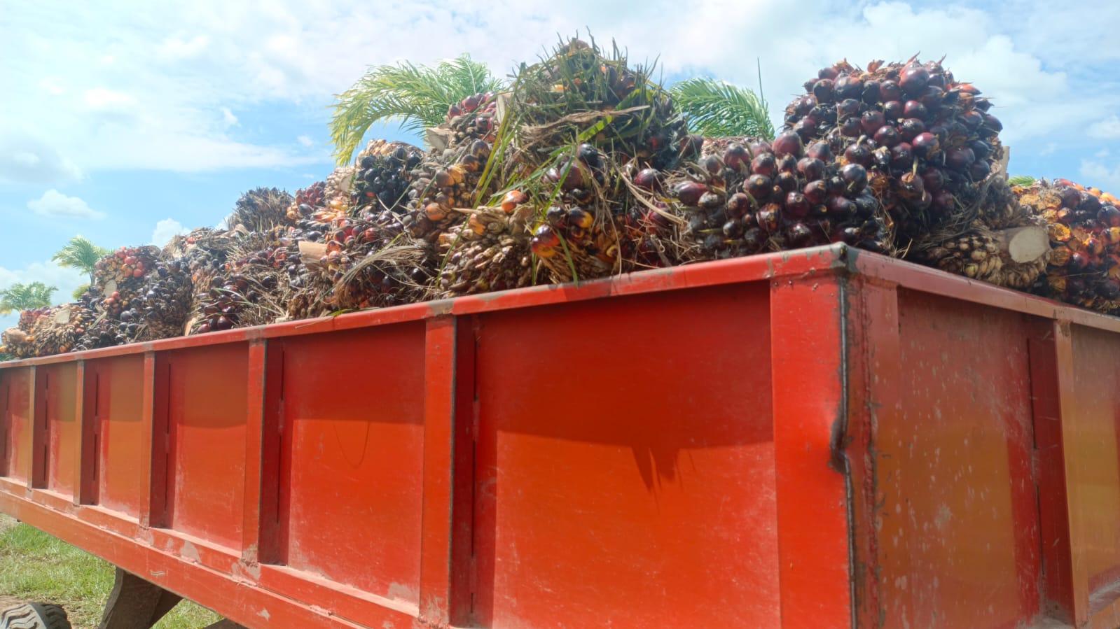 La sombra del “Gurre” en los cultivos de palma de Guaviare