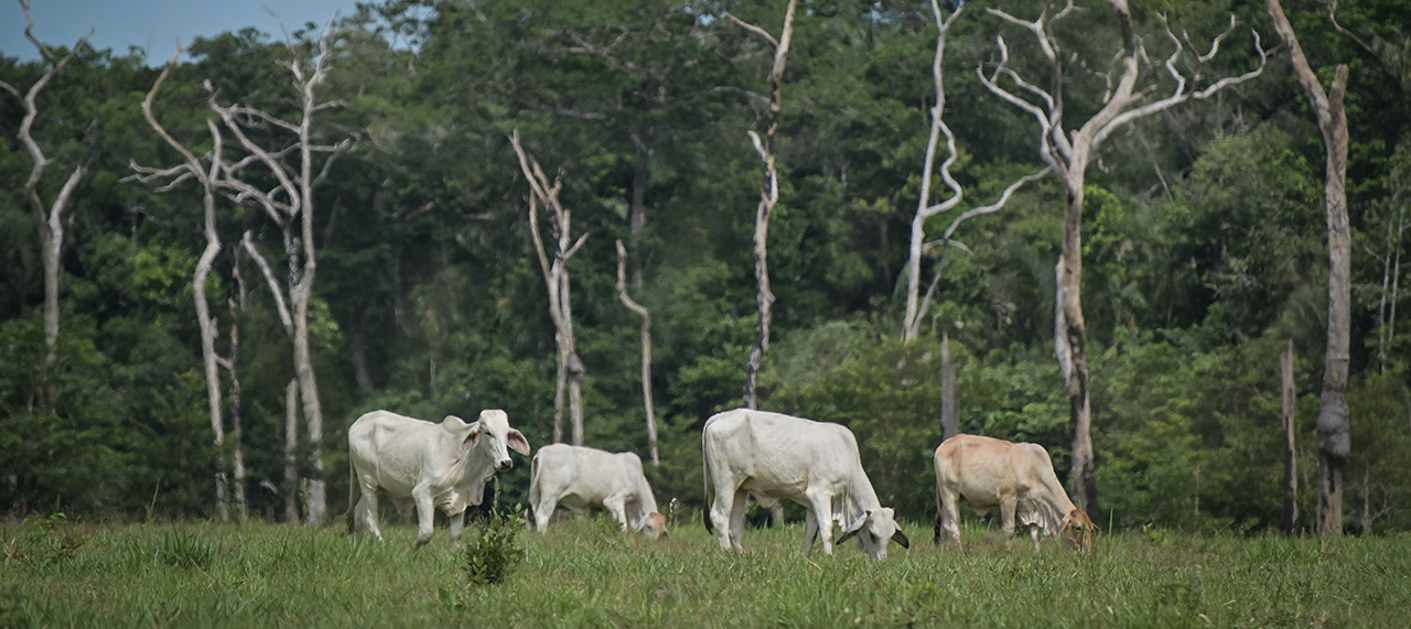 Colombia: la encrucijada de la reserva y el resguardo Nukak Makú frente a la coca, la ganadería y la deforestación 