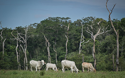 Colombia: la encrucijada de la reserva y el resguardo Nukak Makú frente a la coca, la ganadería y la deforestación 